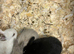 Newborn mini lops to reserve