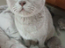 Stunning lilac/cinnamon British short haired kitten