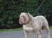 Olde English bulldog stud