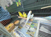 Baby rainbow and pied budgies for sale