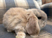 2 Gorgeous Female French Lop Babies