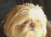 Girl imperial shihtzu