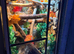 Giant Madagascan day gecko with full setup