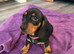 Standard Smooth black tan Dachshunds