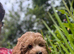 Gorgeous Boys - Maltipoo Ready Now
