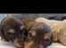 Miniature long haired dachshund puppies