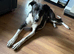 Collie bullgrey - no time wasters