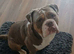 Olde tyme bulldog