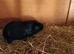 Black self guinea pig sow