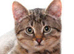 Abyssinian