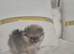 Pomeranian Teddy bear puppies