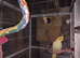 Cockateils