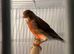 Harlequin Cock 2024