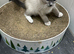 Ragdoll kittens 2 boys 1girl &325