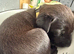 American bull dog x Mali/GSD puppies