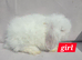 Super fluffy boys & girls teddywidders