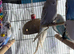 English budgies Glasgow