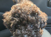 Asian Toy Poodle GIRLS