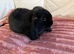 8 week old mini lops