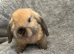 One Gorgeous Mini Lop Baby Ready now!