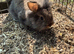 Lion head lops