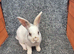 Mini Rex