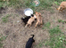 Chihuahuajack puppies for sale