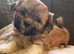 Pure bred Lhasa Apso pups