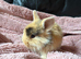Mini lion lop
