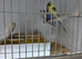 Budgies
