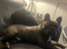 Beautiful KC registered French Bulldog for stud