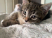 4 tabby kittens available