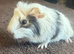 Here I have lots baby Piggys