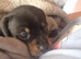 8 adorable dachshund x puppies