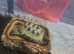 Horsfield Male 6 year old Tortoise
