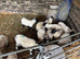 Pet lambs in need of loving home