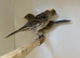 Show quality Lizard Canaries