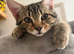 8 month old in need of new home