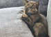 8 weeks old tortoiseshell kitten looking for new family