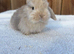 Exceptional mini lops