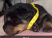 Beautiful Rottweiler pups for sale