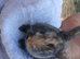 5 Plush lop x mix breed