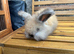 Angora Babies