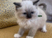 Pure Ragdoll kittens stunning 2 left