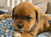 Boxer x Rottweiler (Boxweiler)