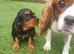 Cavalier King Charles spaniel puppies