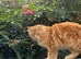 Calico cat and ginger cat for rehoming