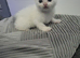 Kittens for new home