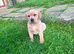 Strong confident yellow Labrador pups