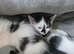 5 beautiful kittens